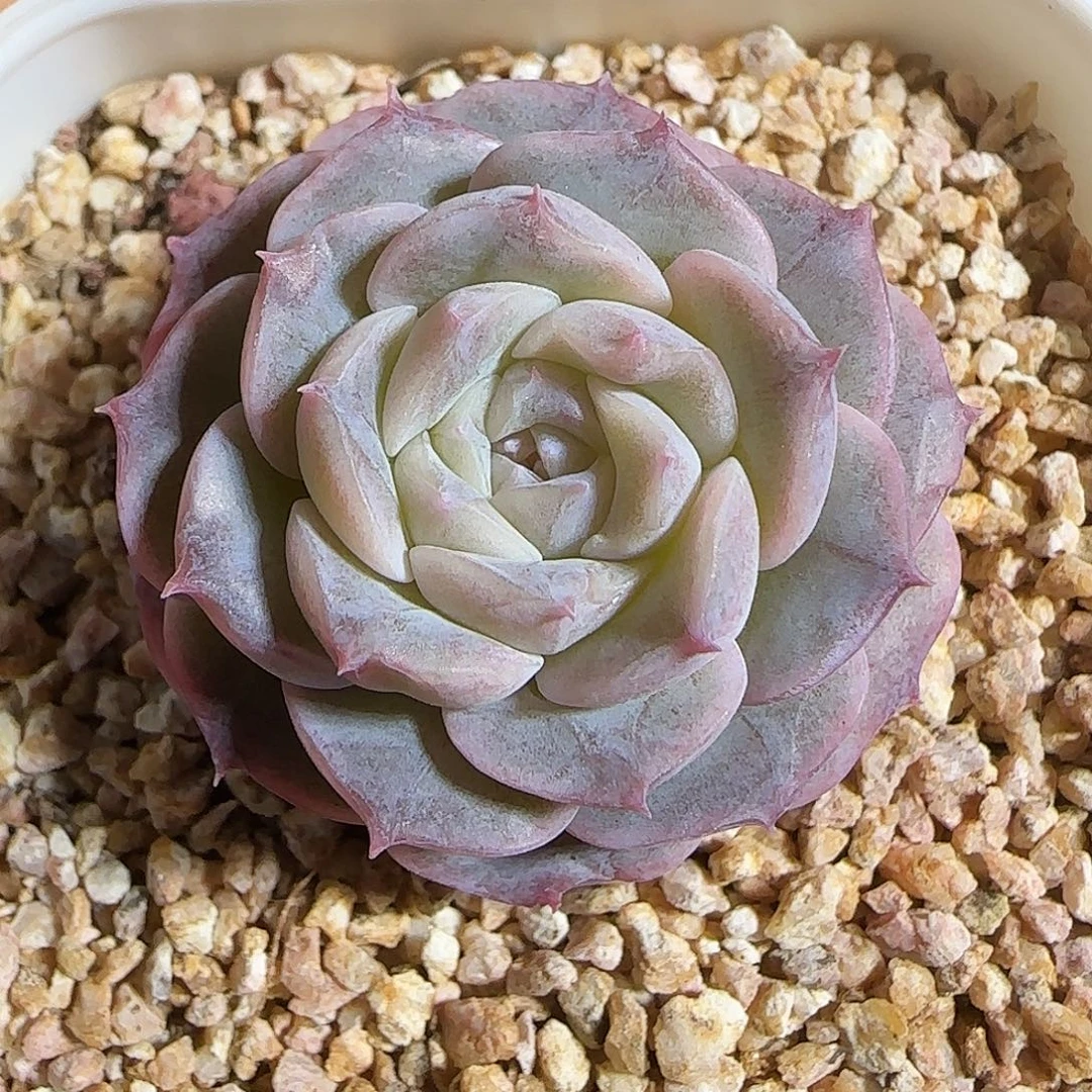 多肉1220-157纯爱