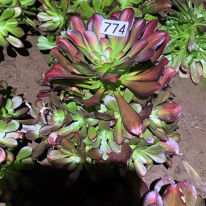 多肉植物法师774晚霞