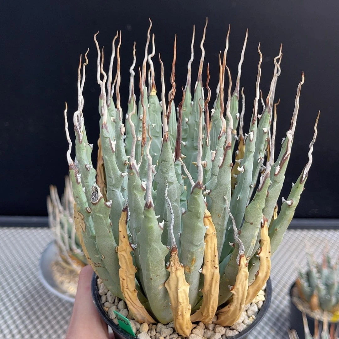 长曲刺妖炎可提盆