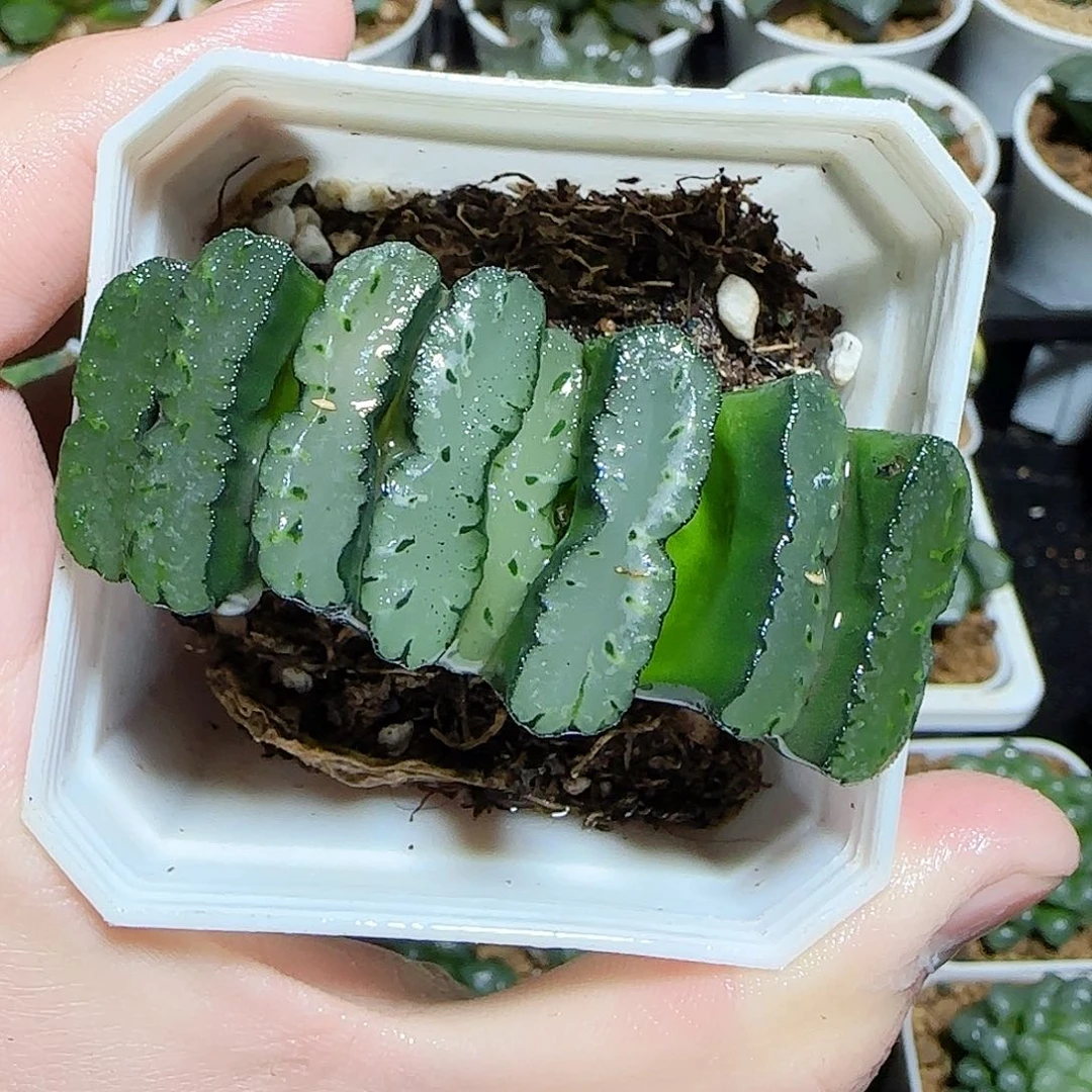 玉扇一物一拍发货