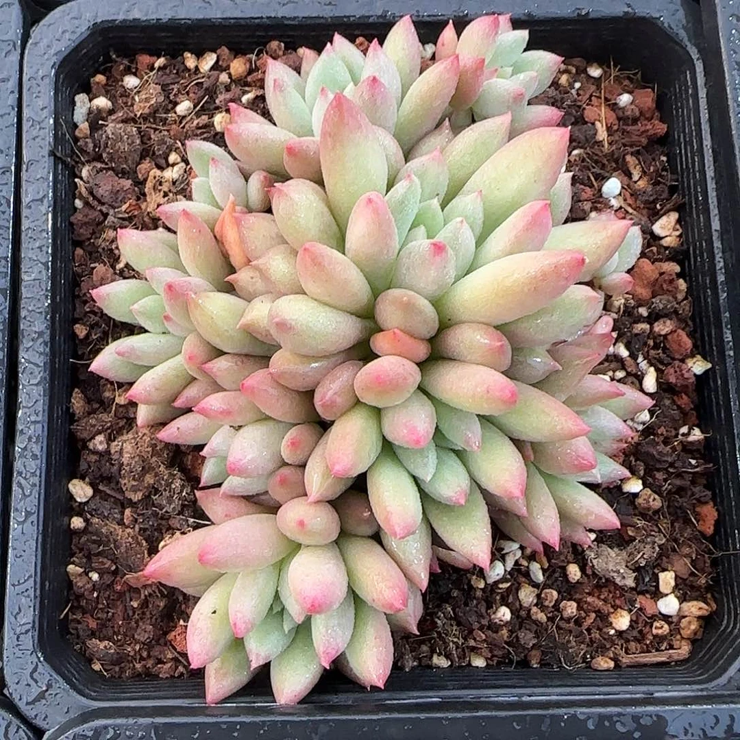 从前慢花园精选岩字