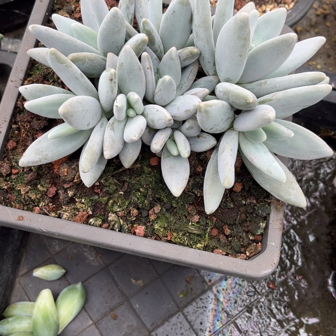 一***获多肉植物企鹅多肉