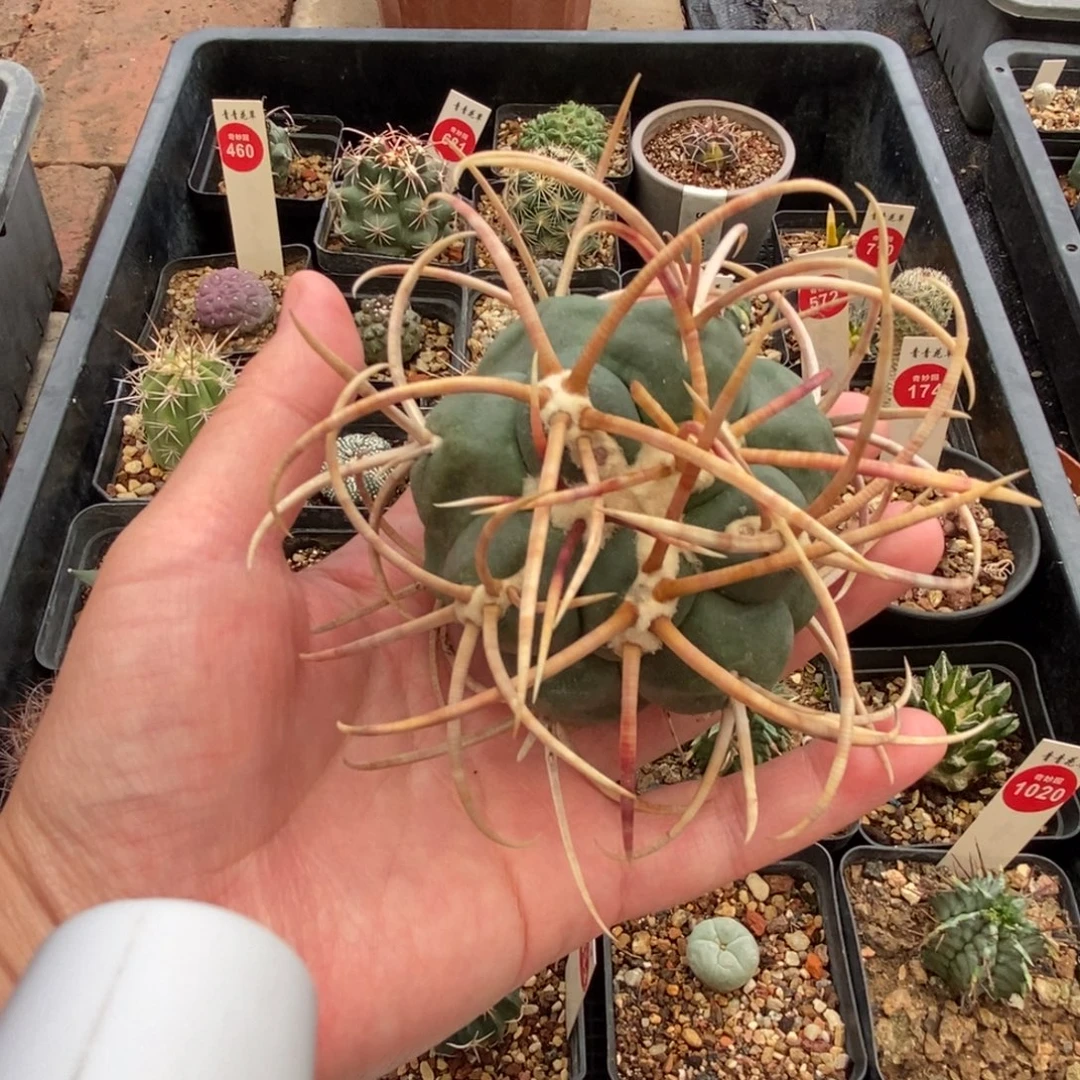 王***降无根泰刺高木绯冠龙有断刺
