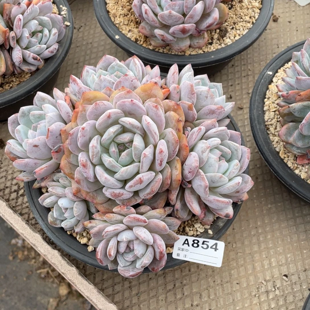 A854静好多肉园艺