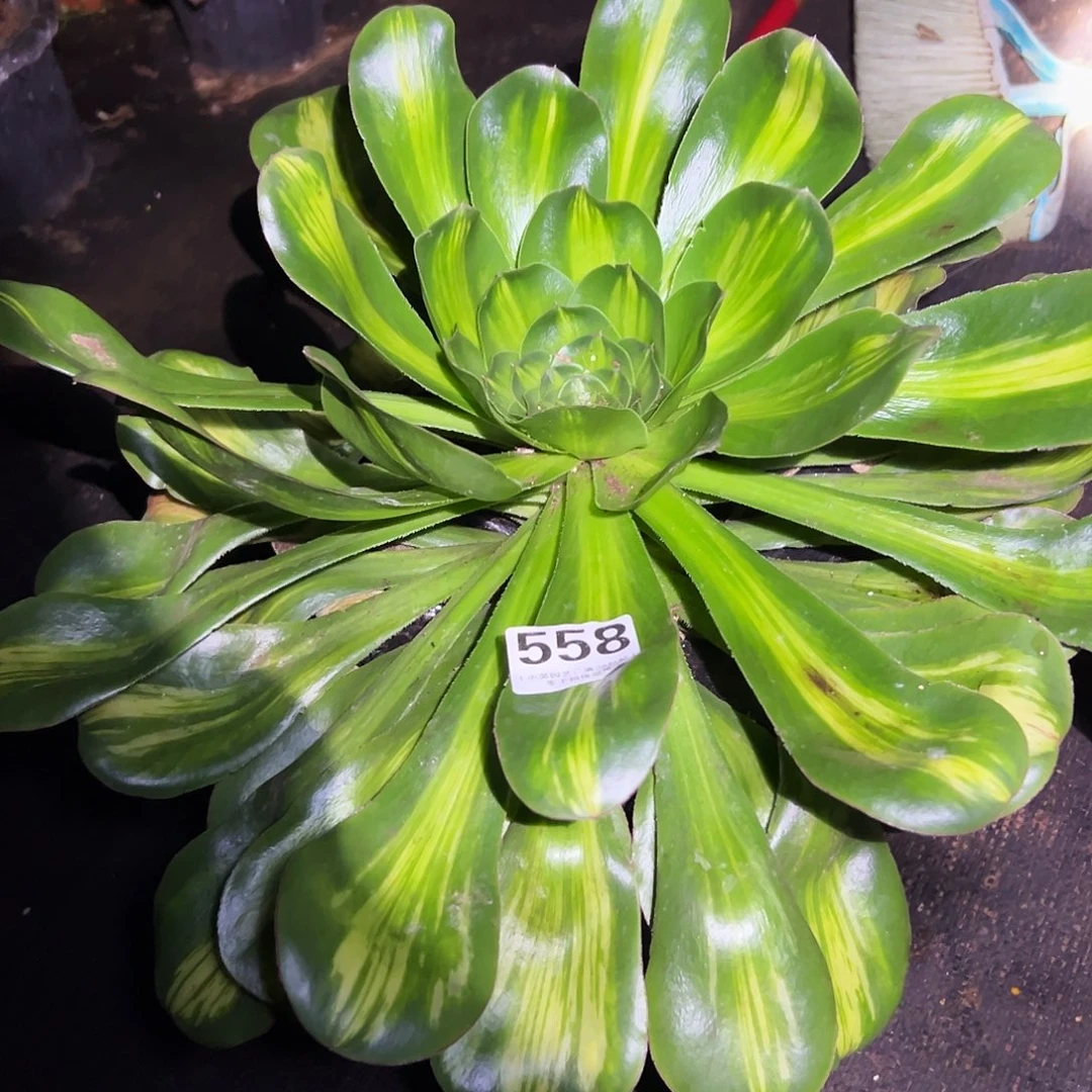 558多肉植物、燕姿中班锦