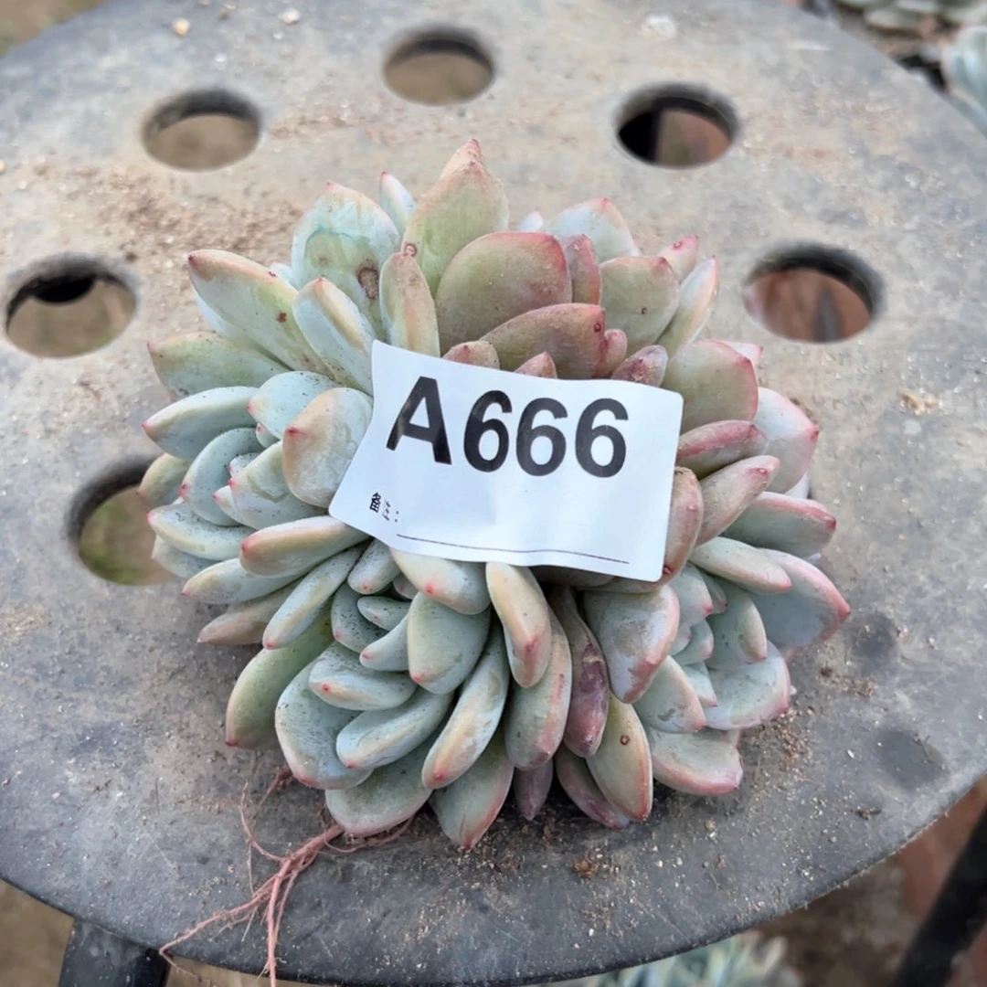 悄**笑666 多肉多肉多肉多肉多肉