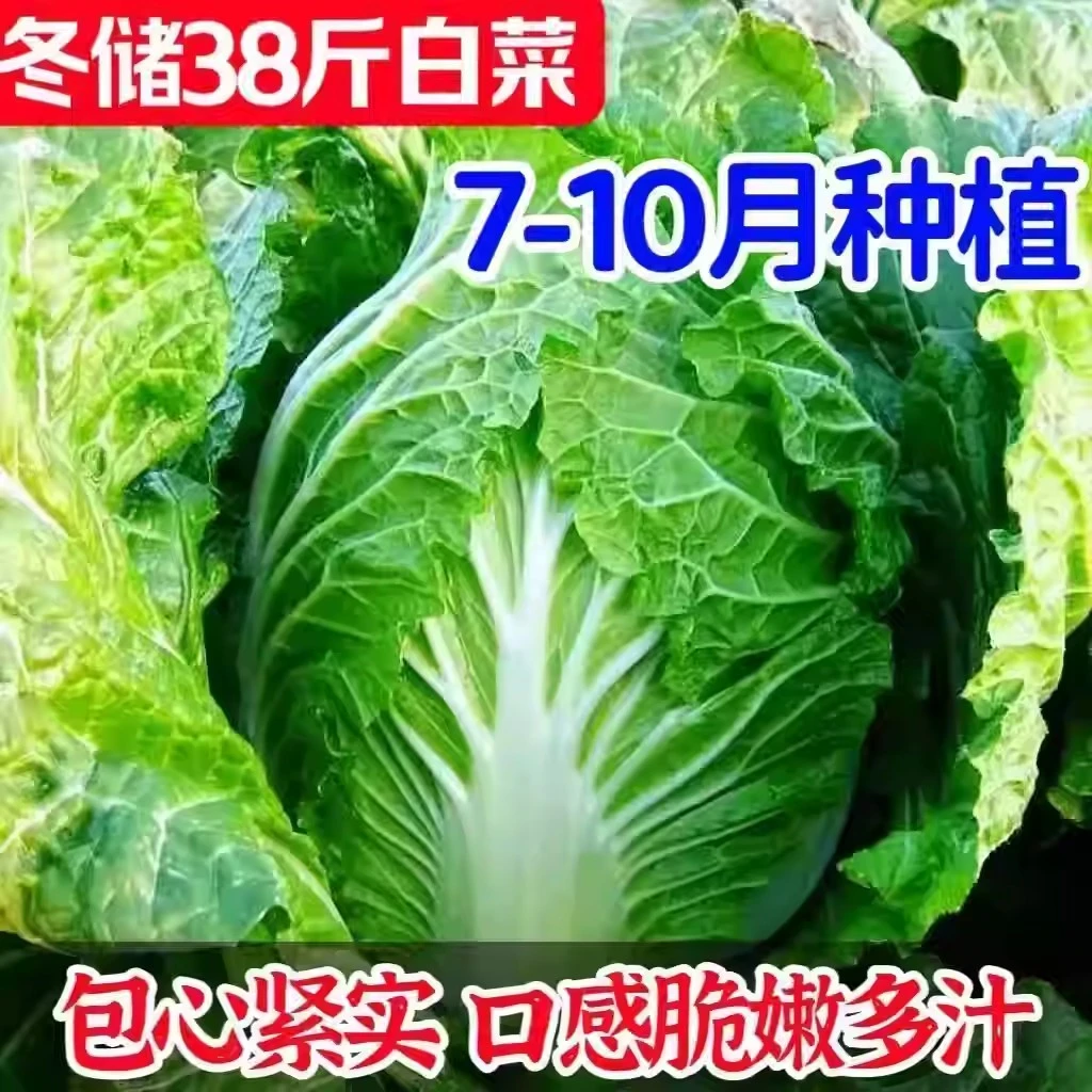 【冬储38斤大白菜种子】耐储存耐热耐寒大白菜籽夏播秋播大白菜种子