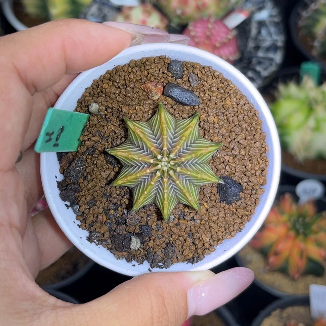 H100 烟花肋骨 实生 带盆土