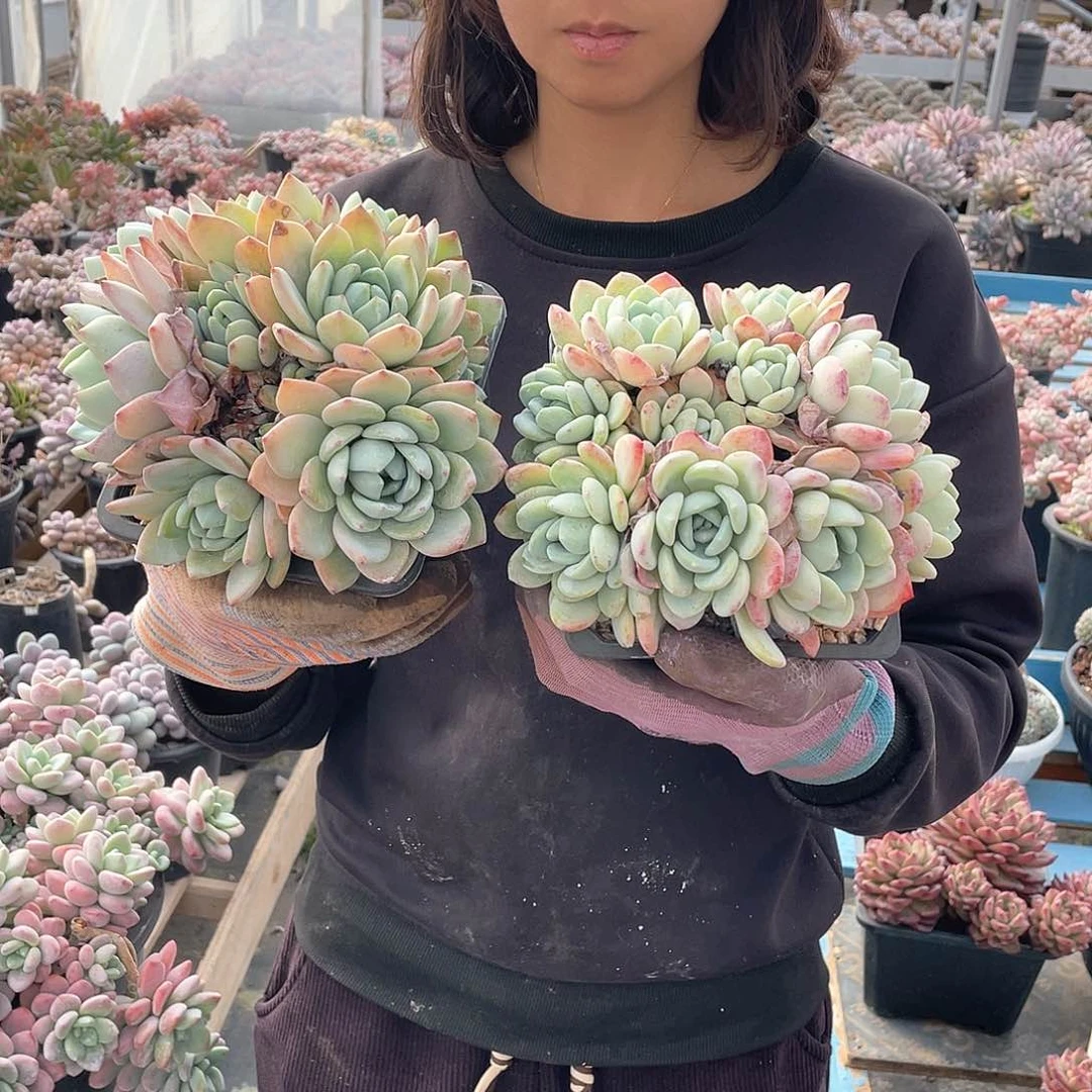 冷香15.8米 量拍多肉