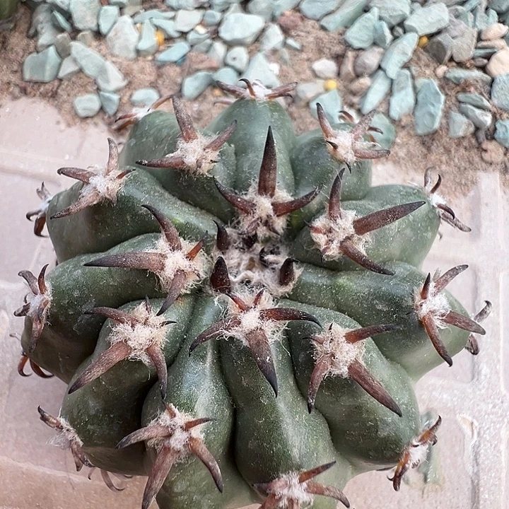 猫爪圆盘玉。 苗接落地。