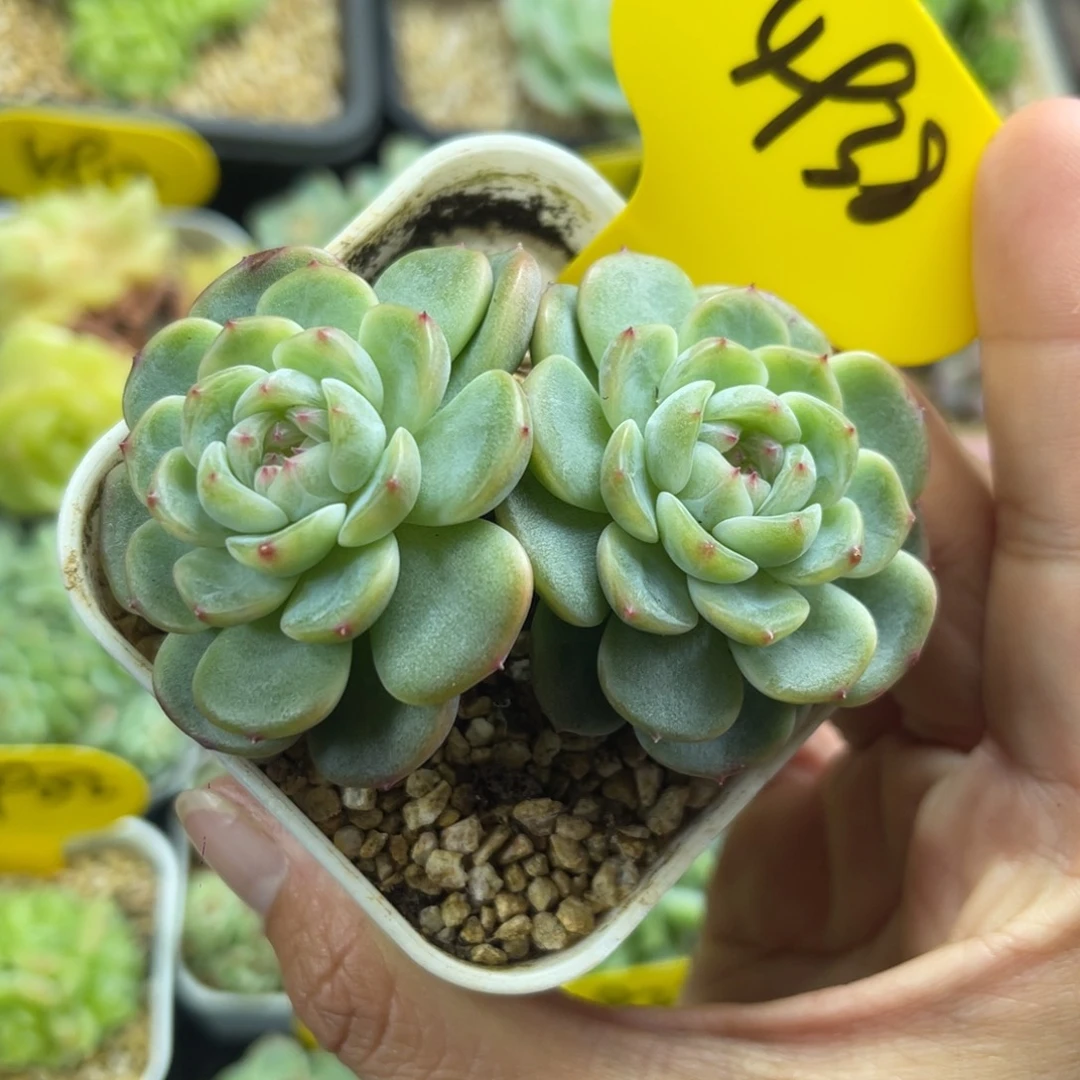 青梅甜心双头4938