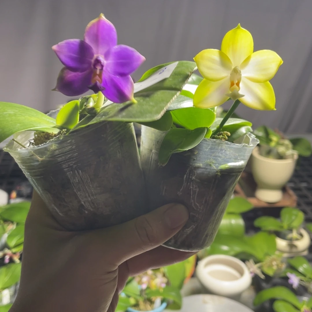 完全开放02叶瑕花期不保