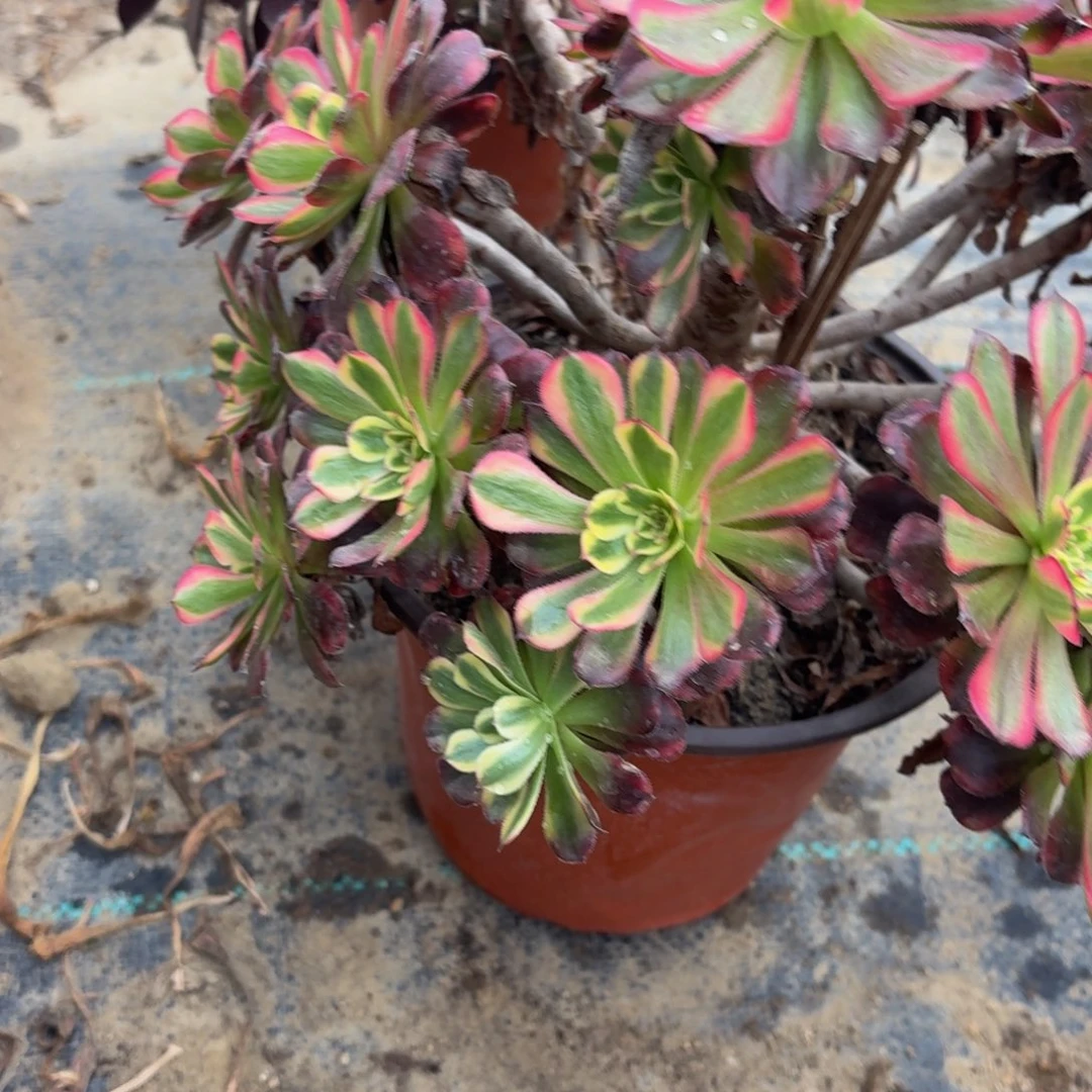 204多肉植物捧花的时候