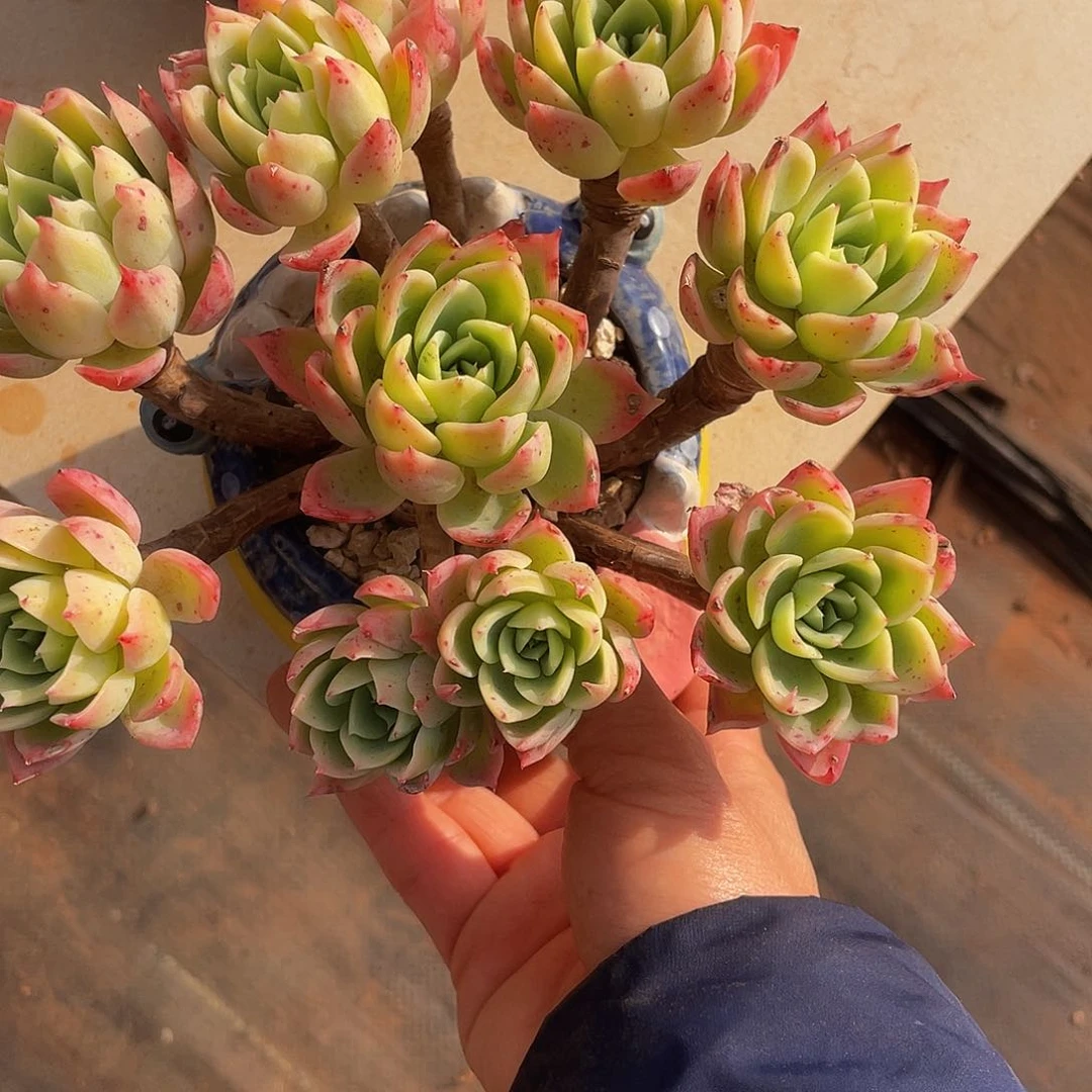 三色锦多肉多肉多肉