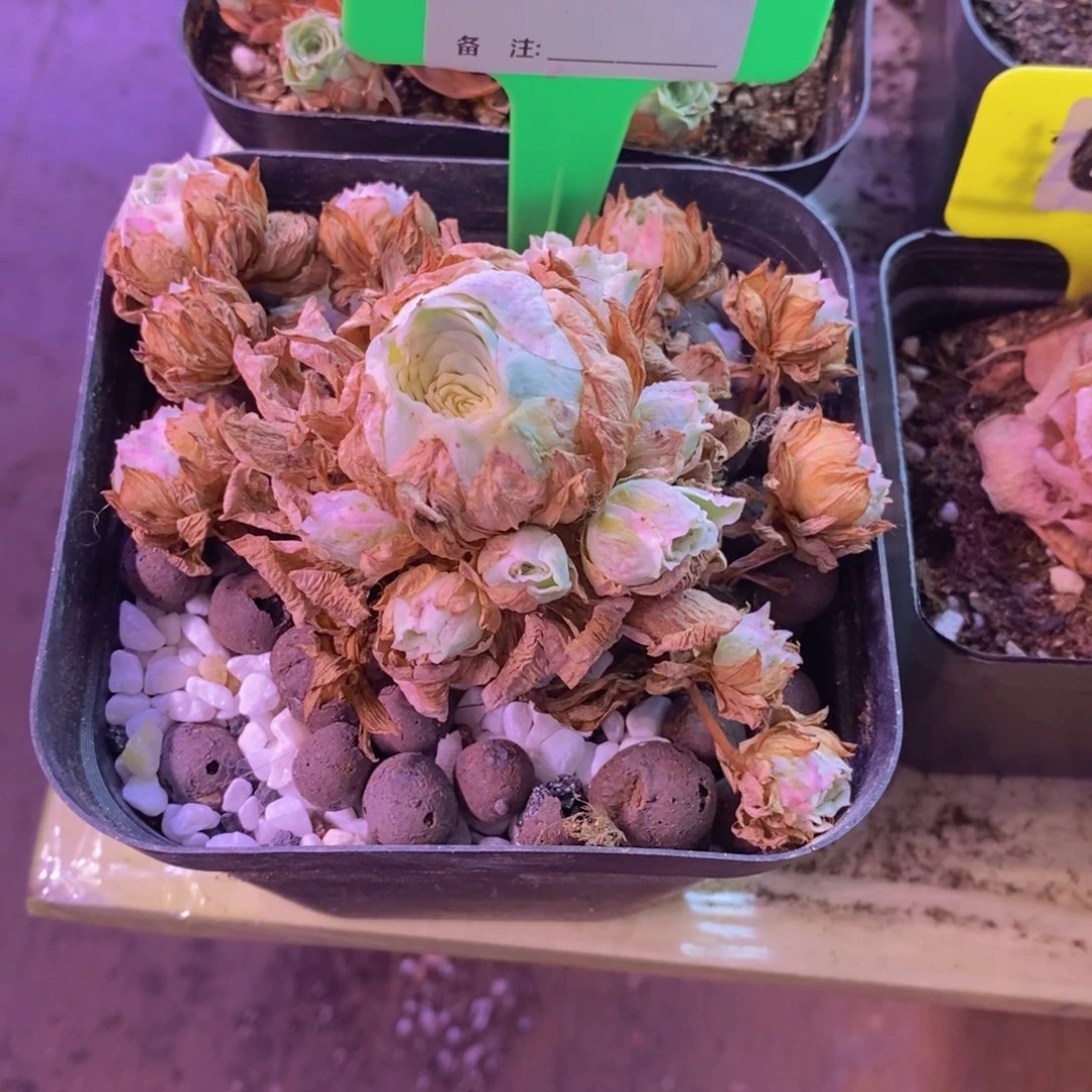 執***嬅山地玫瑰一物一拍257