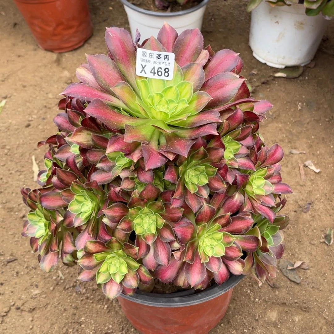 468韶华多肉法师断枝不包