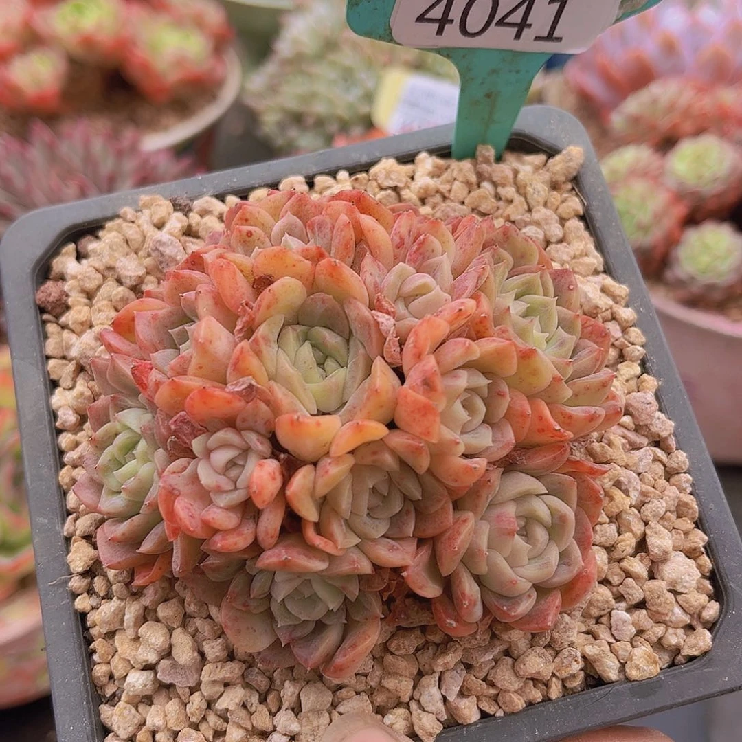 4041珍妮多肉植物