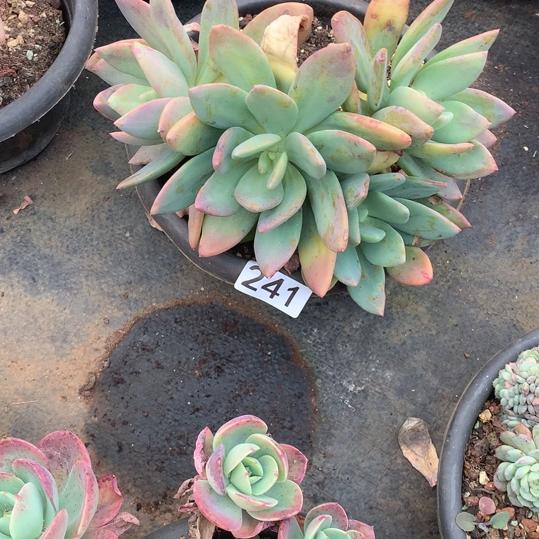 241 一物一拍多肉