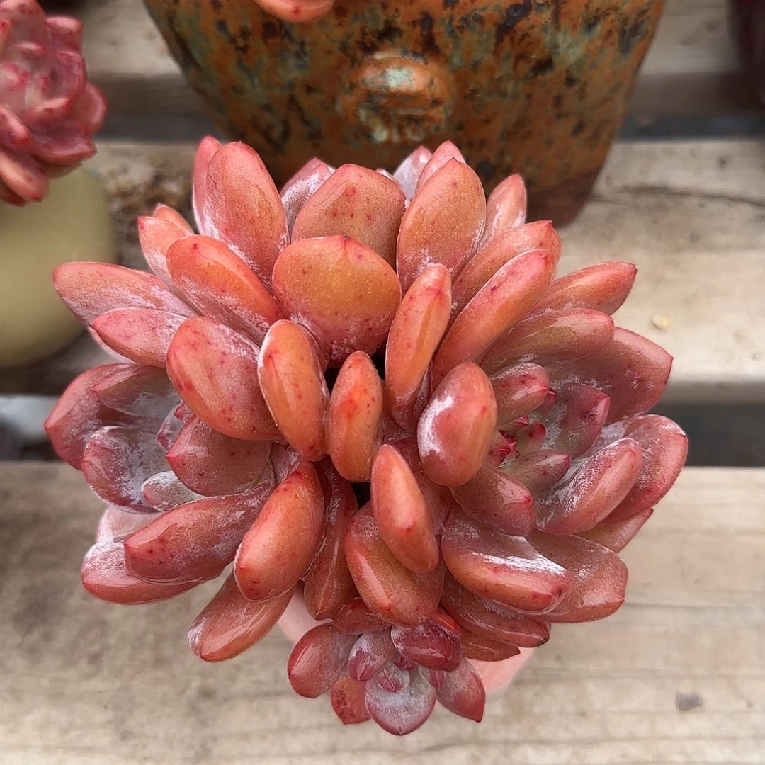 韩橙老桩群一物一拍包邮