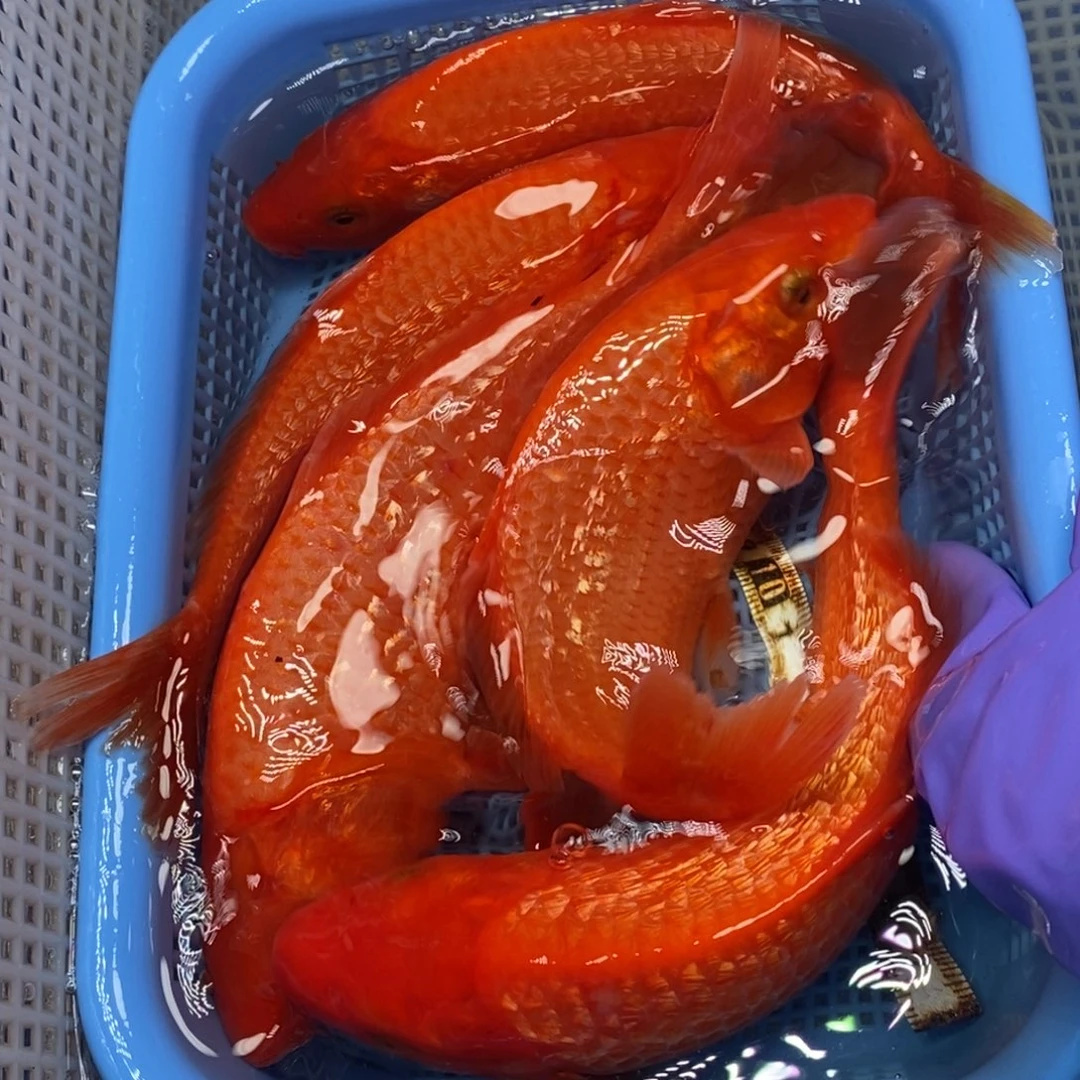 锦鲤冷水锦鲤包邮