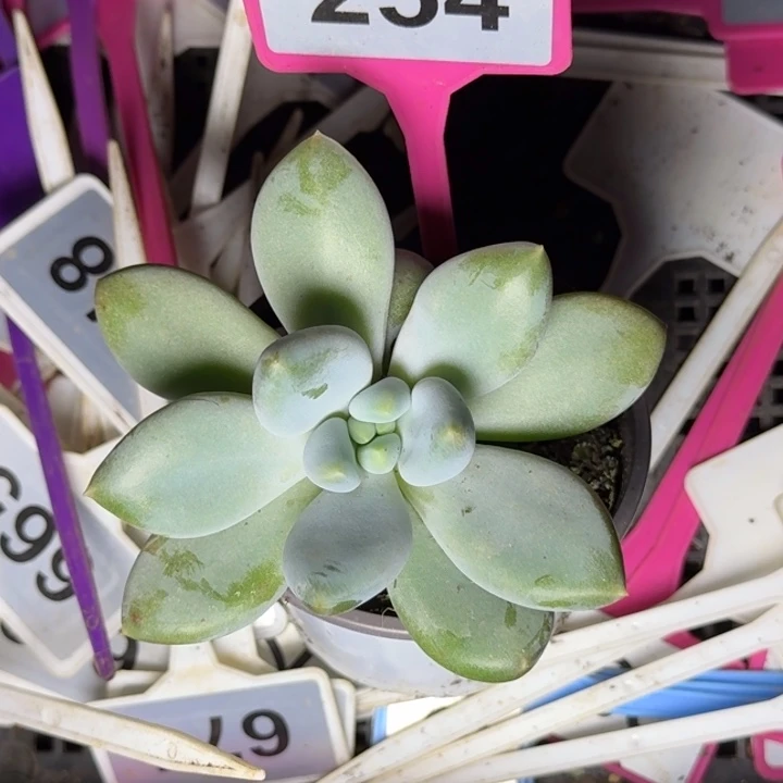 多肉植物黄体哥特254