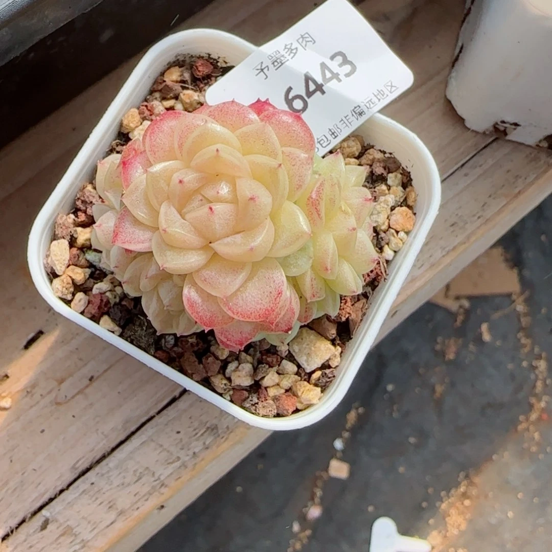 麦秆群，6443多肉植物