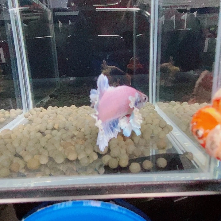 乌***林斗鱼蓝16号绣球将军