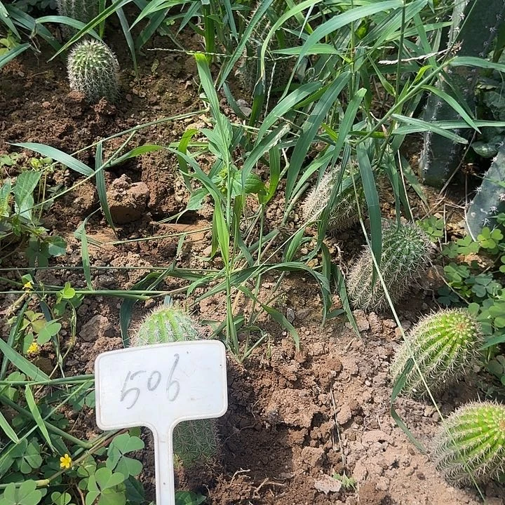 鳯***爾506号毛花柱金牛时光20