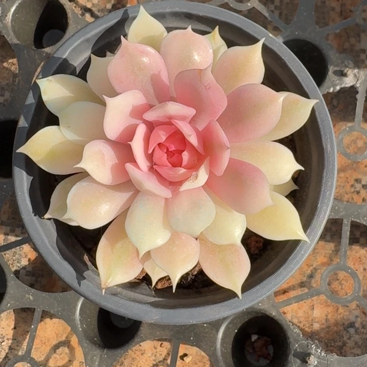 溏心粉蝶一物一拍