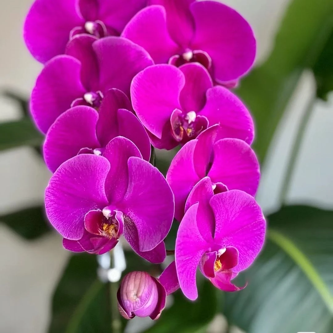 【大辣椒】蝴蝶兰大红花观赏花卉室内居家办公紫气东来年宵花耐寒