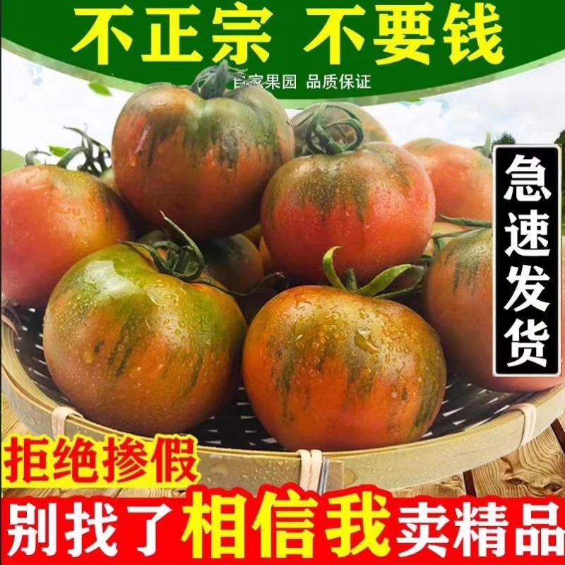 【次日达】寿光铁皮草莓番茄水果西红柿铁皮西红柿洋柿子番茄表皮带青正常现象
