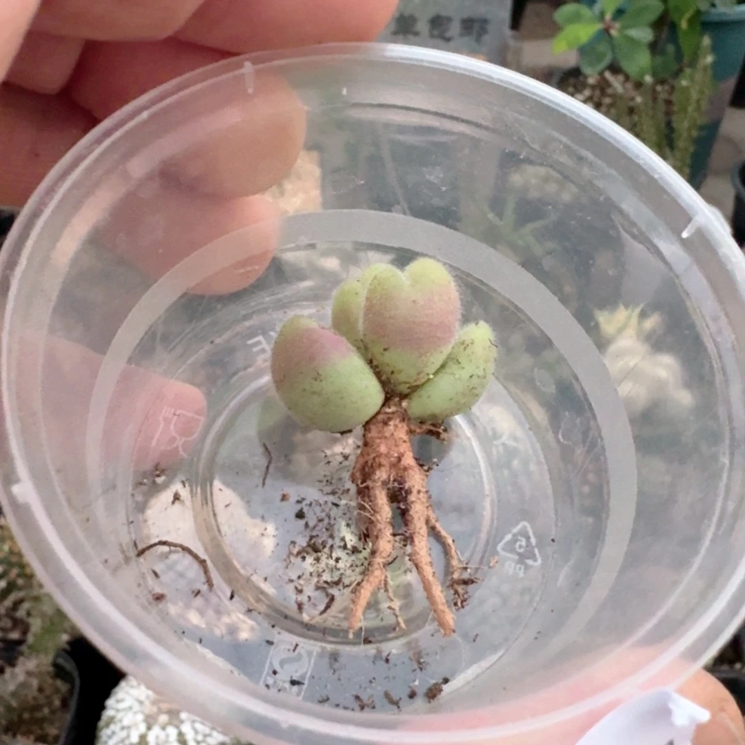 h***X550长毛毛翠滴脱土发货