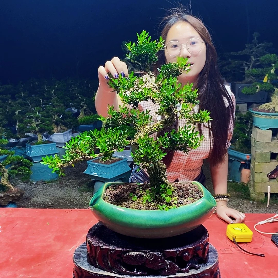 当前无花朵，栽培后可花朵