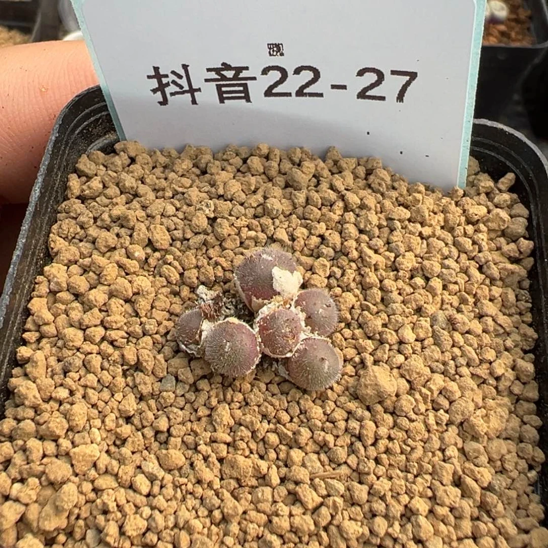 逗*22-27毛球多肉植物，