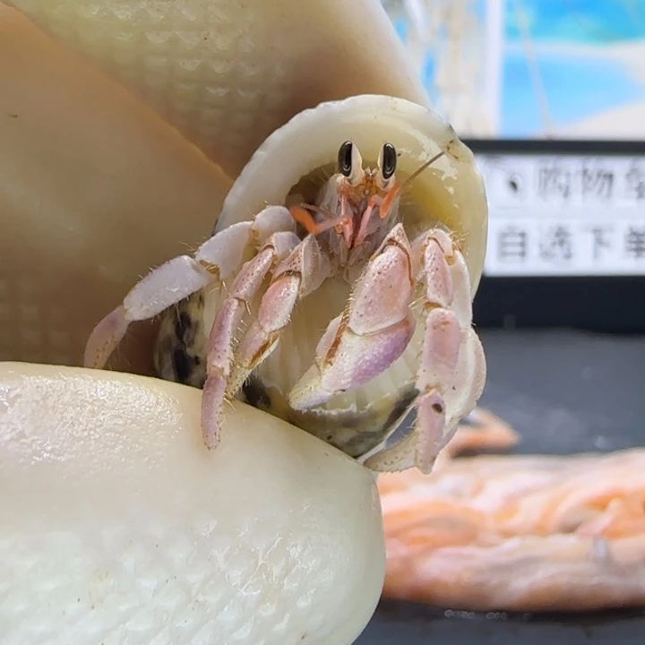 A21干净粉紫 灰白1.0cm口径