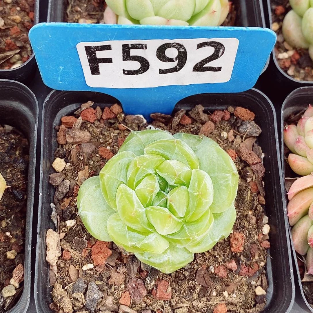 糖心4.5cm多肉植物