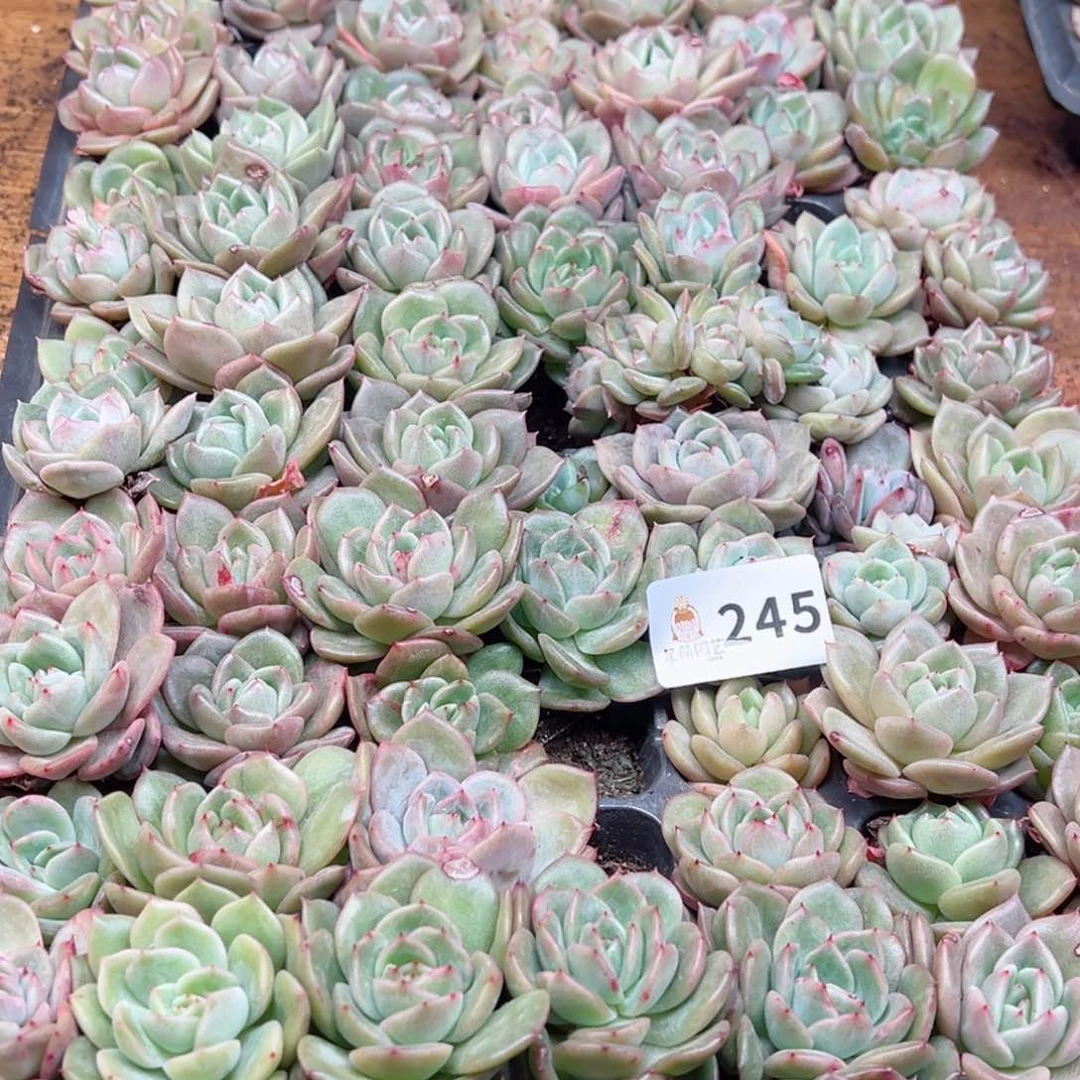 @*左多肉植物多肉植物