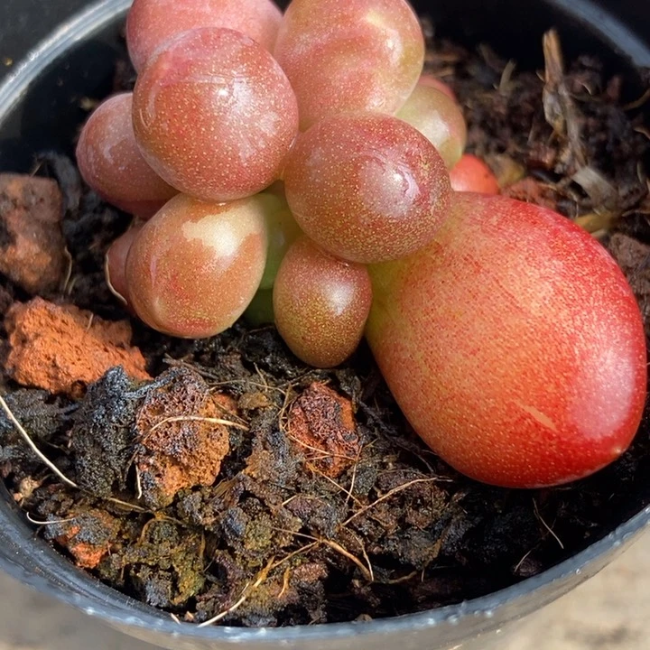 小**米正版潘朵拉锦多肉植物