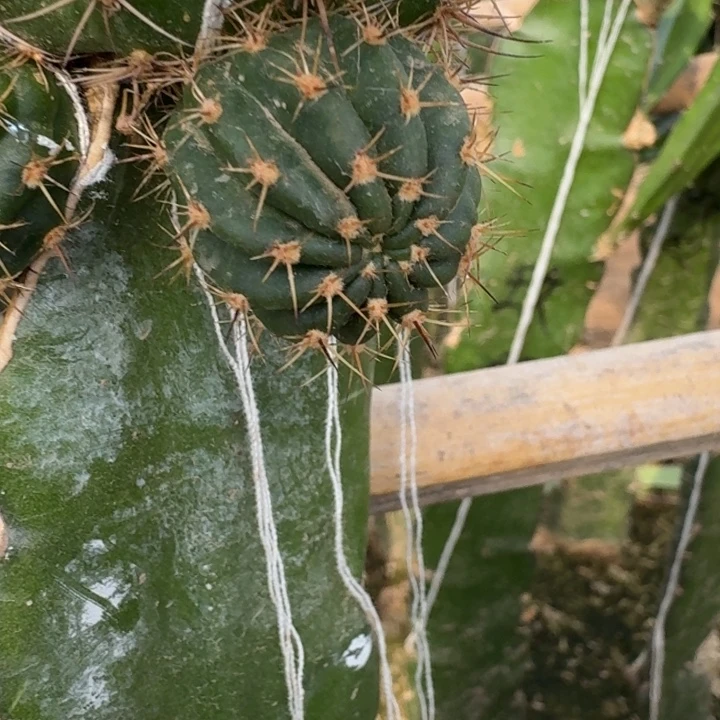 239丽花美花11歪2到3公分左右无根侧牙