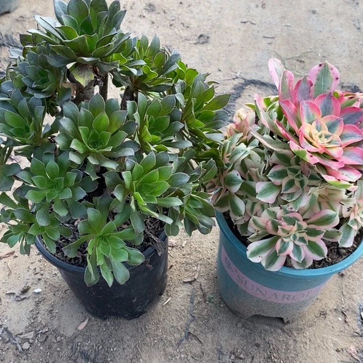 灰法➕女巫1多肉植物法师法师