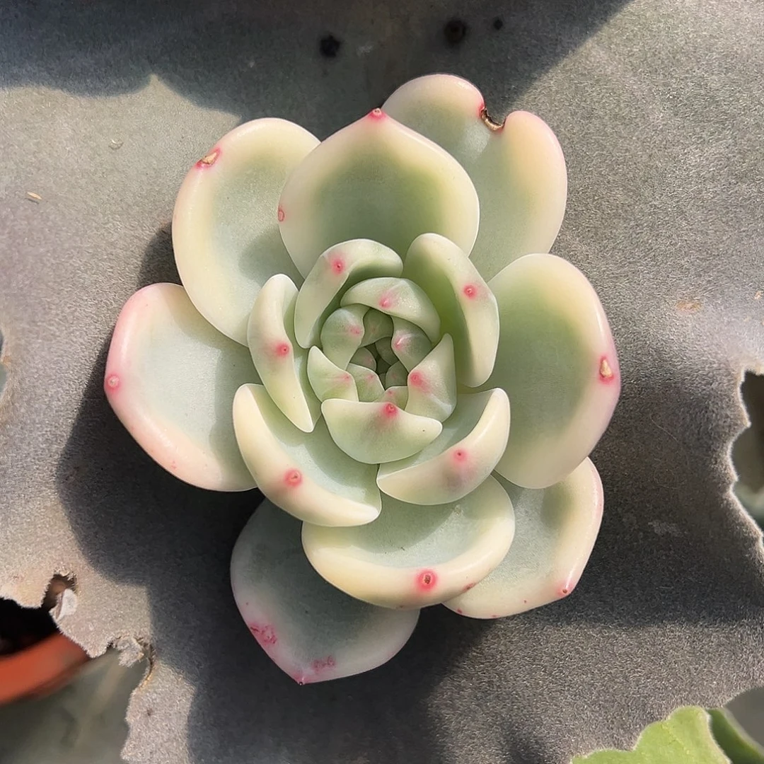 暗夜香槟锦多肉植物