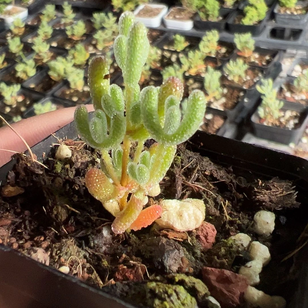 冰晶实生55杯小老桩