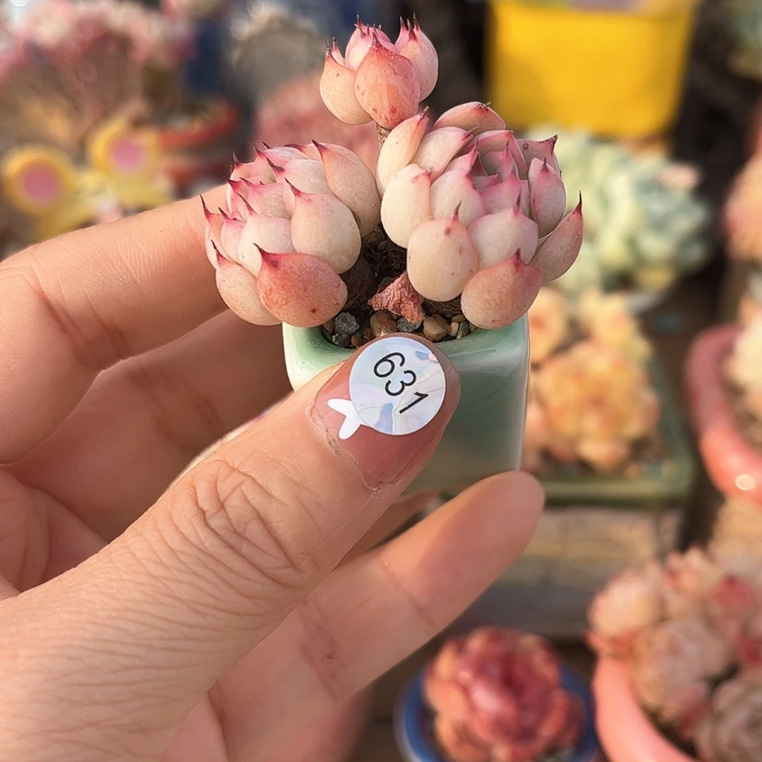 631 多肉含盆土30元包邮除偏远