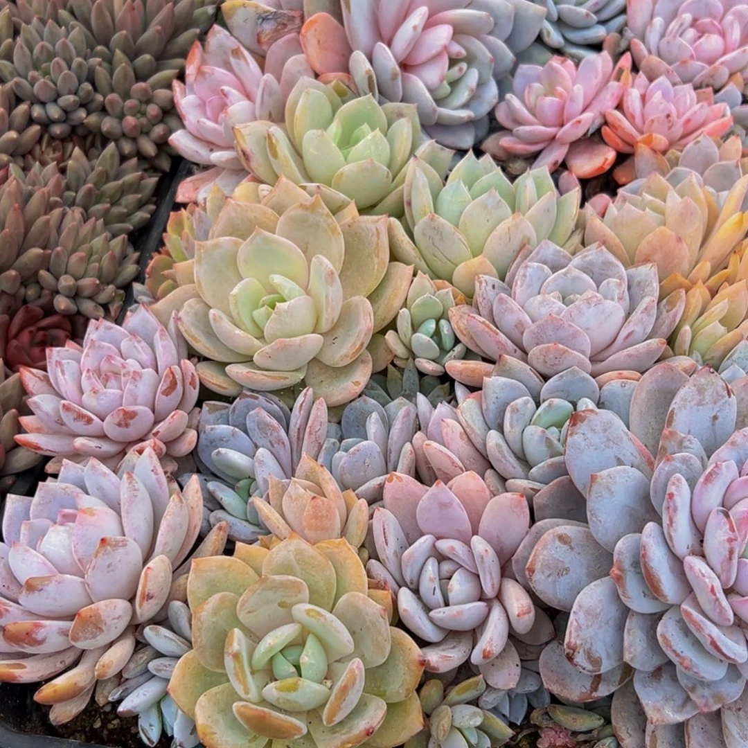 梦***子370，许昌v不别别扭扭