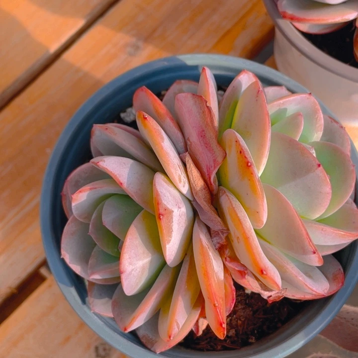 谢谢你的支持000001277