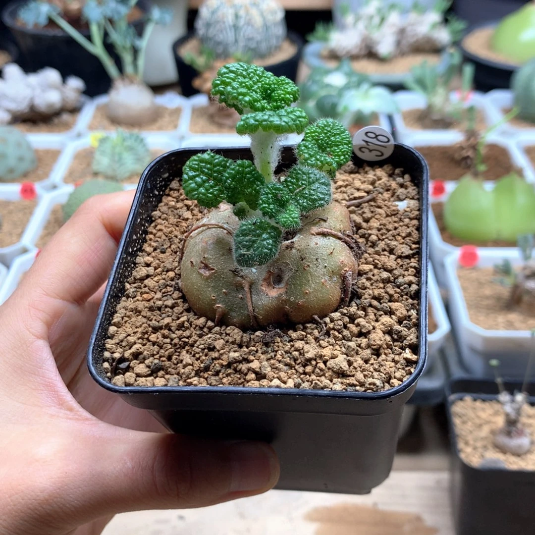 断崖女王带盆多肉318
