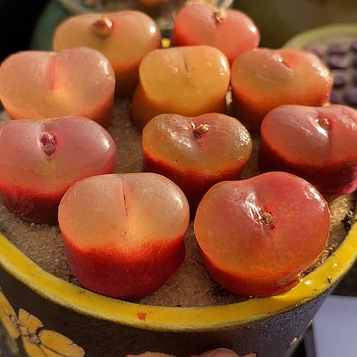 单头冰魄母本一颗    2厘米