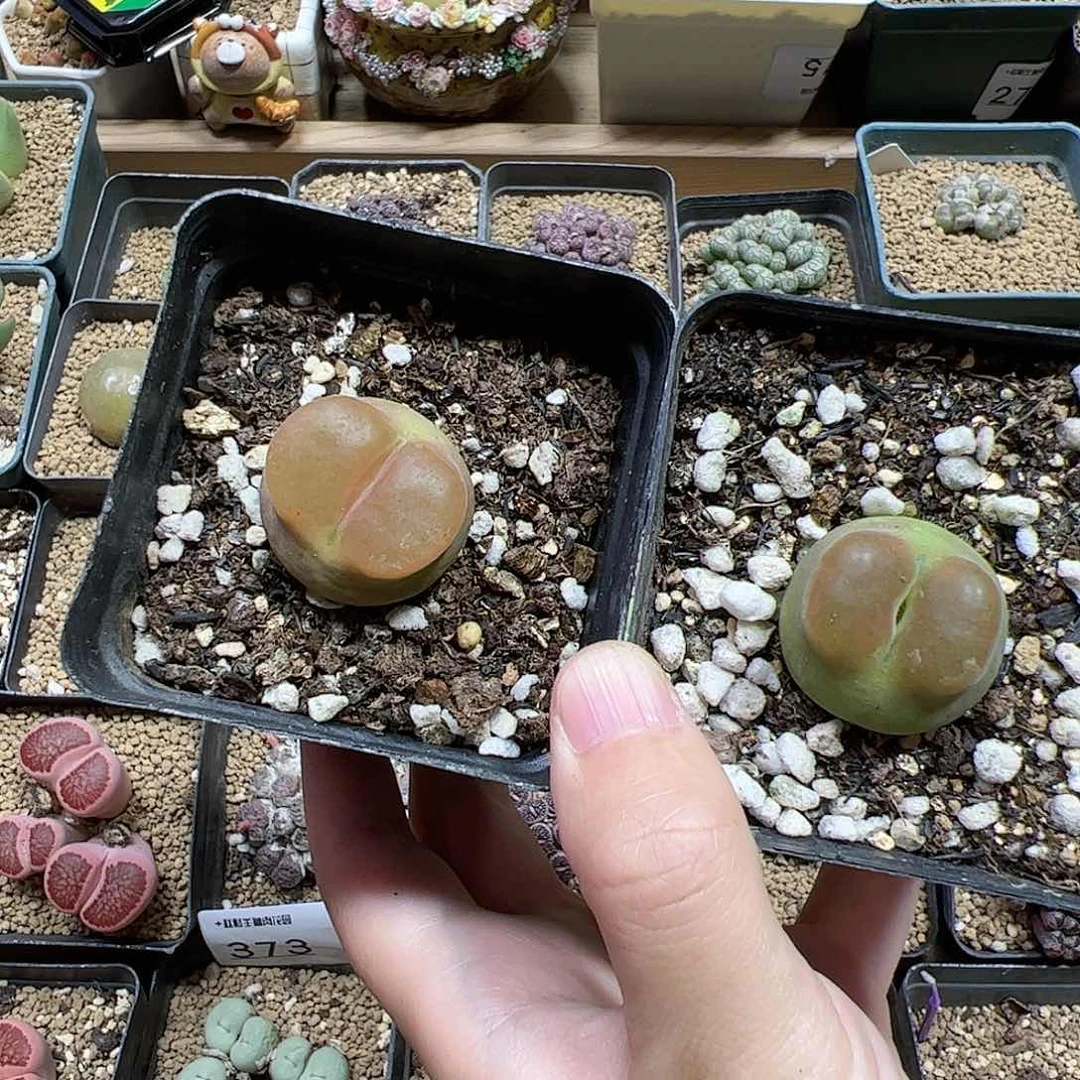 【闪购商品】14 水蜜桃