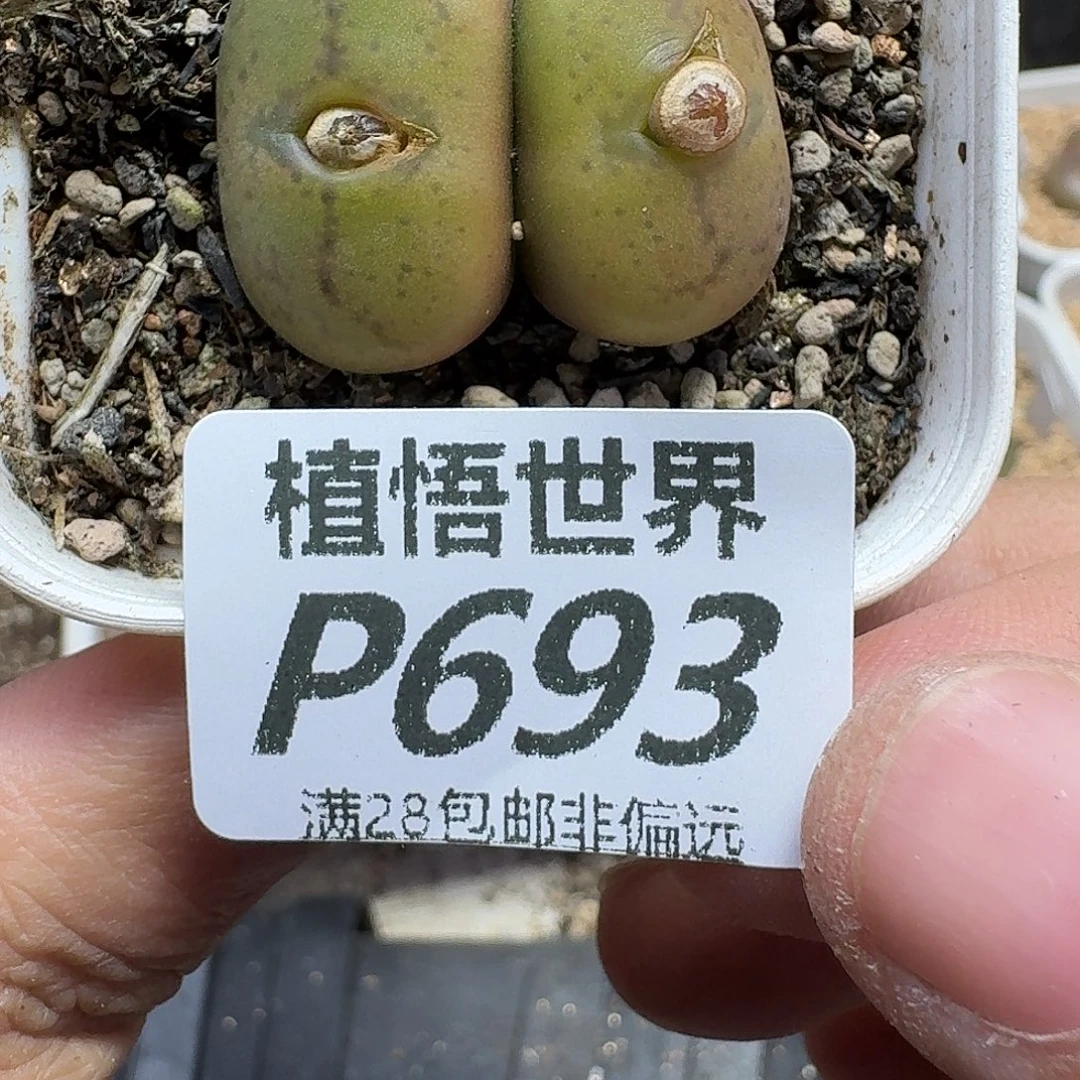 多肉植物的人生ghn