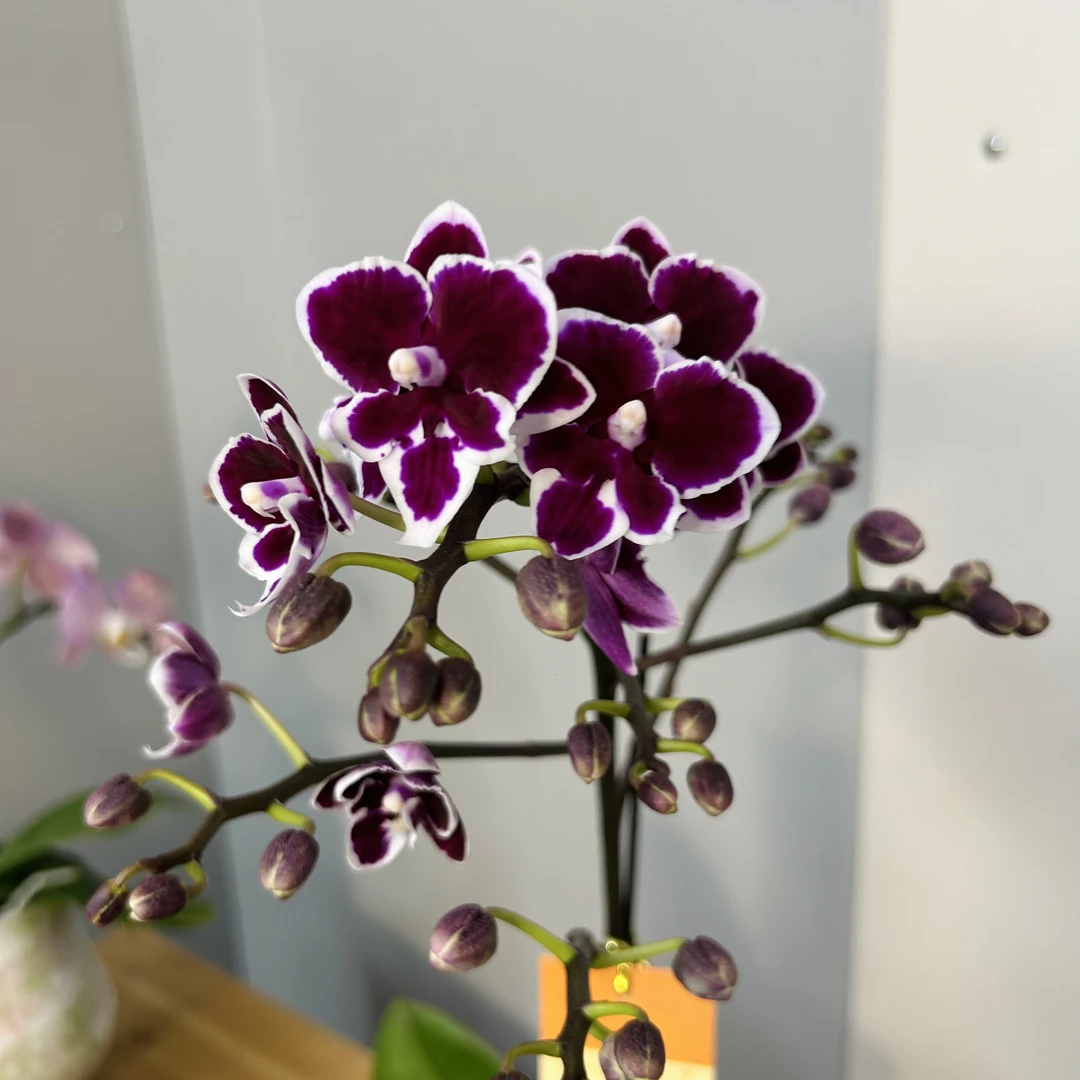 【年年有余】开花株蝴蝶兰室内鲜花绿植送礼亲戚礼物盆栽